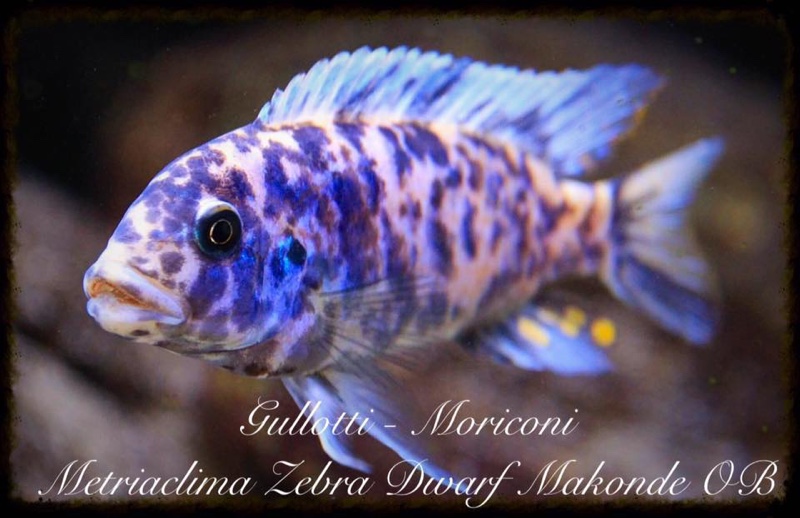 Maylandia zebra 'Makonde'